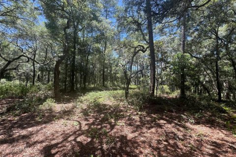Terreno en venta en De Leon Springs, Florida № 2148940 - foto 15