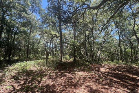 Terreno en venta en De Leon Springs, Florida № 2148940 - foto 14
