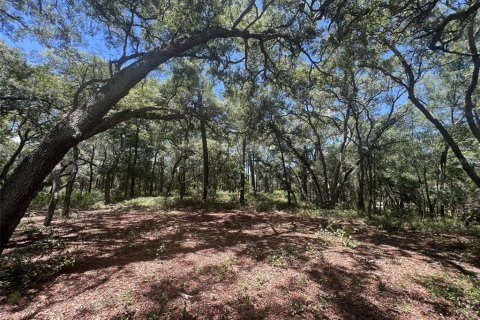 Terreno en venta en De Leon Springs, Florida № 2148940 - foto 9