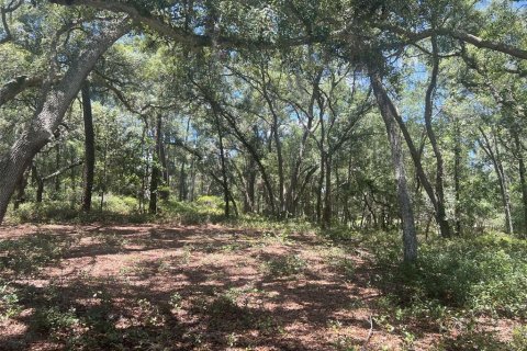 Terreno en venta en De Leon Springs, Florida № 2148940 - foto 5