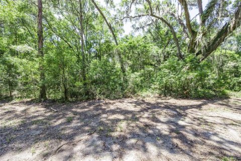 Land in Newberry, Florida № 1866703 - photo 3