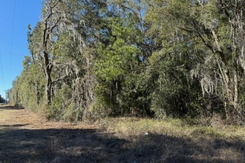 Terrain à vendre à Williston, Floride № 1721641 - photo 6