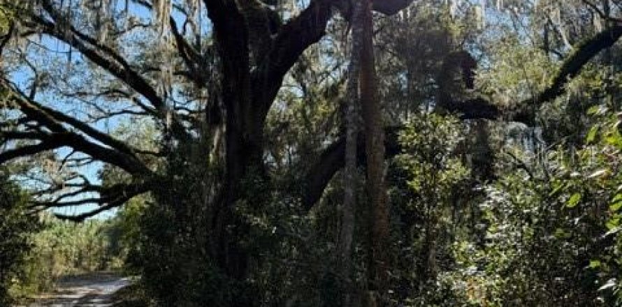 Terrain à Williston, Floride № 1721641