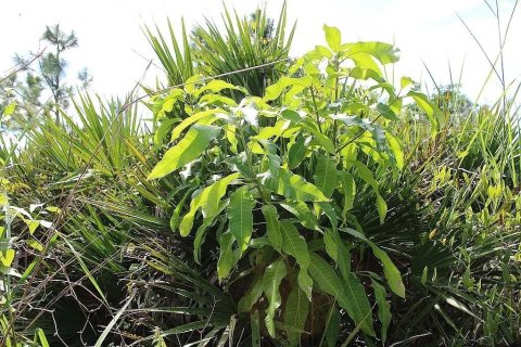 Terreno en venta en Naples, Florida № 2406768 - foto 16