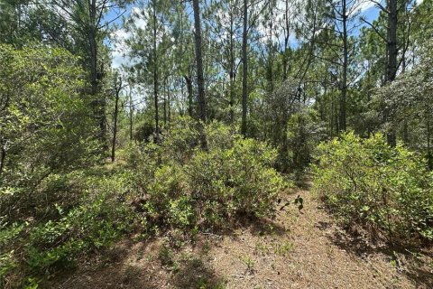 Terrain à vendre à Ocklawaha, Floride № 1850296 - photo 6