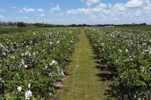Commercial property in Homestead, Florida № 1977292 - photo 9