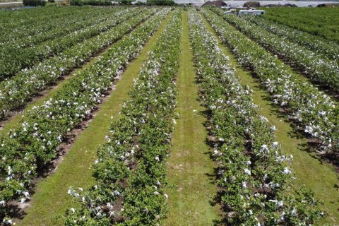 Commercial property in Homestead, Florida № 1977292 - photo 11