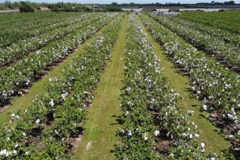 Commercial property in Homestead, Florida № 1977292 - photo 8