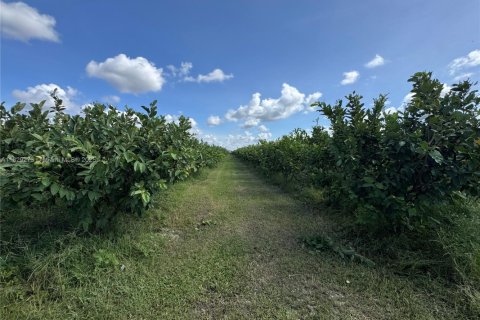 Commercial property in Homestead, Florida № 1977292 - photo 12