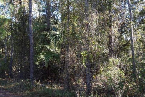 Land in DeLand, Florida № 1383155 - photo 2