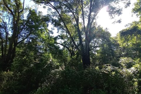 Terreno en venta en Webster, Florida № 1802199 - foto 7