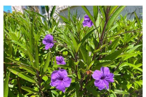 Condominio en alquiler en Seminole, Florida, 2 dormitorios, 98.01 m2 № 1761507 - foto 5