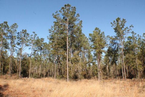 Land in Milton, Florida № 558194 - photo 1