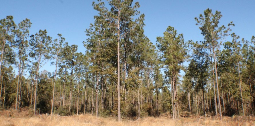 Land in Milton, Florida № 558194