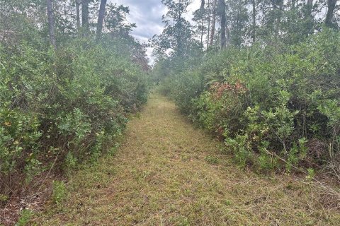 Land in Christmas, Florida № 854777 - photo 4