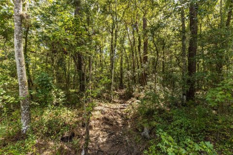 Land in Gainesville, Florida № 1721581 - photo 13