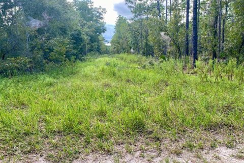Land in Ocala, Florida № 2163985 - photo 3