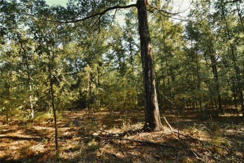 Land in Jasper, Florida № 2383399 - photo 7