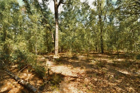 Land in Jasper, Florida № 2383399 - photo 16