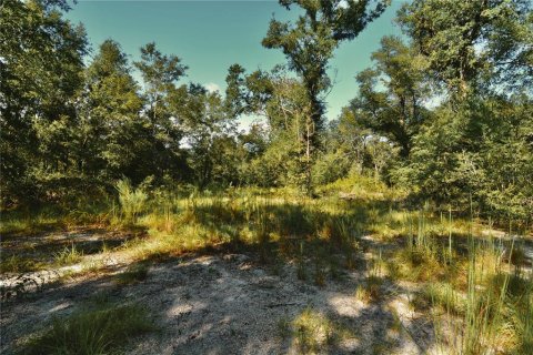 Land in Jasper, Florida № 2383399 - photo 21