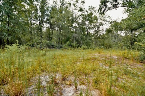 Land in Jasper, Florida № 2383399 - photo 20