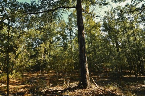 Land in Jasper, Florida № 2383399 - photo 23