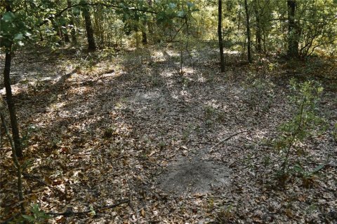 Land in Jasper, Florida № 2383399 - photo 19