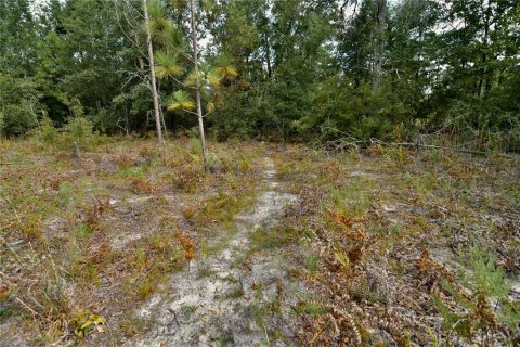 Land in Jasper, Florida № 2383399 - photo 11