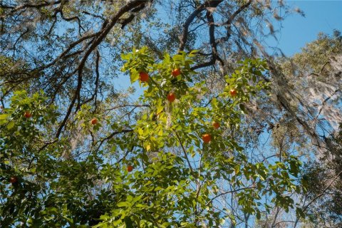 Land in Waldo, Florida № 2118242 - photo 26