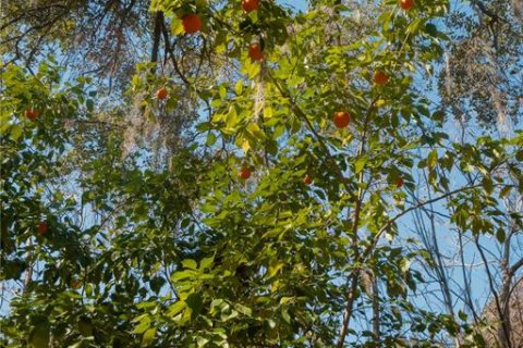 Land in Waldo, Florida № 2118242 - photo 27