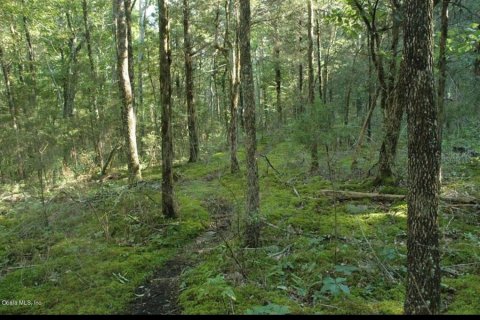 Land in Belleview, Florida № 2224222