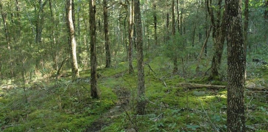 Land in Belleview, Florida № 2224222