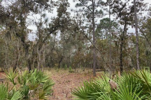 Land in Interlachen, Florida № 843215 - photo 1