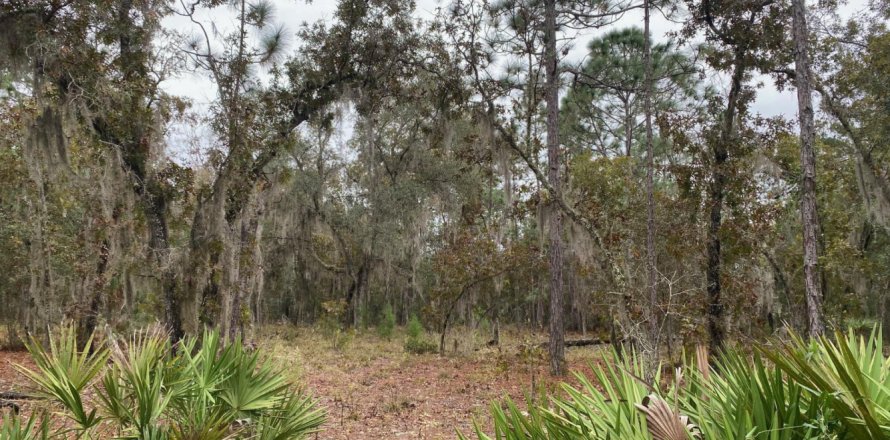 Land in Interlachen, Florida № 843215