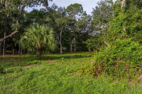 Land in Salt Springs, Florida № 1871140 - photo 5