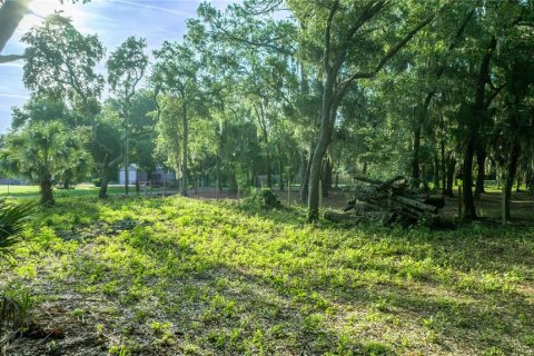 Land in Salt Springs, Florida № 1871140 - photo 3