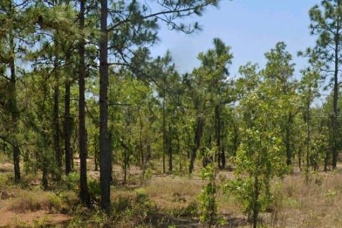 Land in Hawthorne, Florida № 2159694