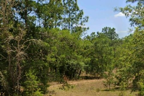 Land in Hawthorne, Florida № 2159694 - photo 3