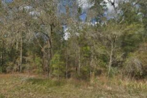 Land in Brooksville, Florida № 1847503 - photo 3