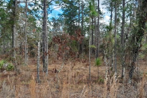 Land in Williston, Florida № 2160055