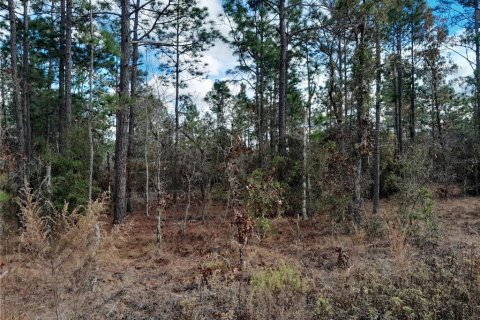 Land in Williston, Florida № 2160055 - photo 2