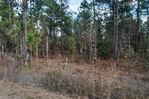 Land in Williston, Florida № 2160055 - photo 3