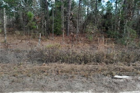 Land in Williston, Florida № 2160055 - photo 4