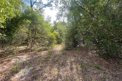 Land in Ocklawaha, Florida № 2162199 - photo 3