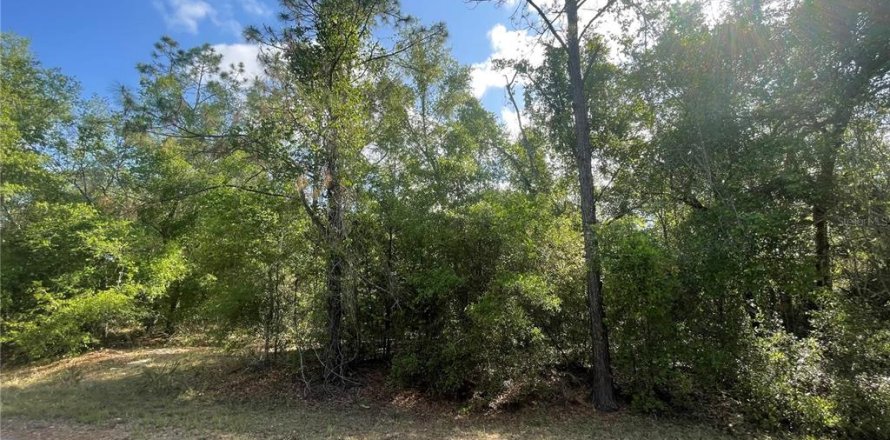 Land in Ocklawaha, Florida № 2162199