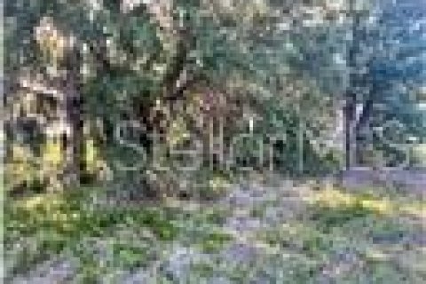 Land in Groveland, Florida № 1769835 - photo 11