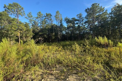 Land in Ocala, Florida № 2376829 - photo 3