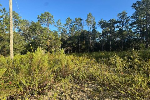 Land in Ocala, Florida № 2376829 - photo 4