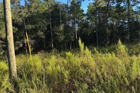 Land in Ocala, Florida № 2376829 - photo 2