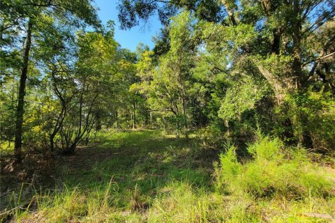 Land in Old Town, Florida № 1906397 - photo 9